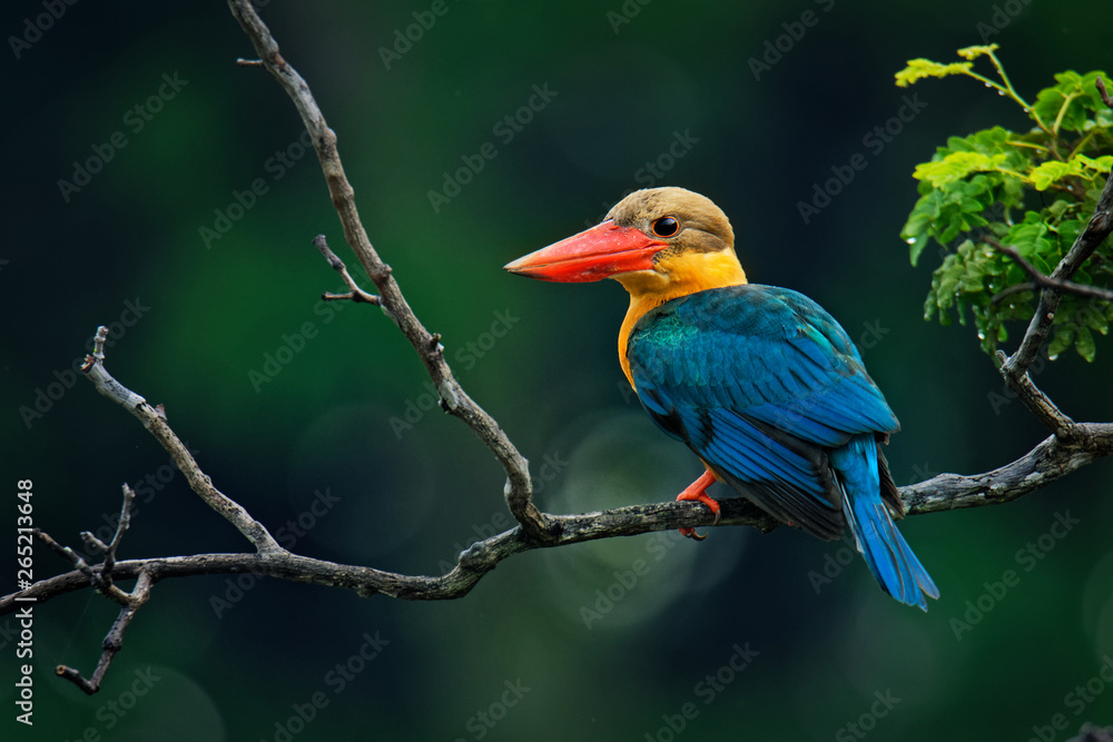 Stork-billed Kingfisher (Pelargopsis capensis) - tree kingfisher distributed in the tropical Indian subcontinent and Southeast Asia, from India to Indonesia