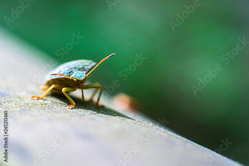 Macro shot of southern green shield bug (Nezara viridula). Close up of a tentacle photo