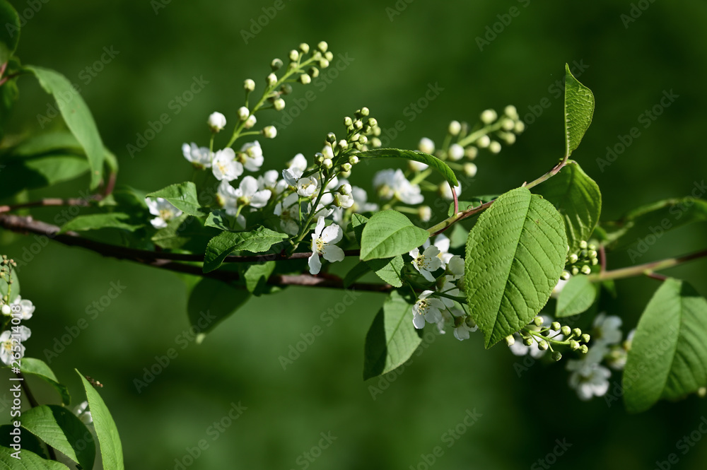 Bird cherry - white flowers with green leaves. Bird cherry - white flowers with green leaves.