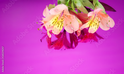Greeting card with flowers. Banner with alstroemeria flowers on a neon background. Frame for text with flowers of alstroemeria. Flat lay  top view.
