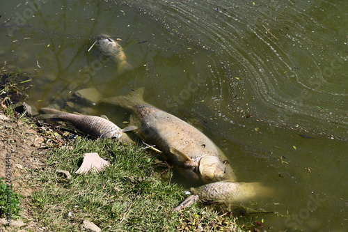 Dead fish on water surface.