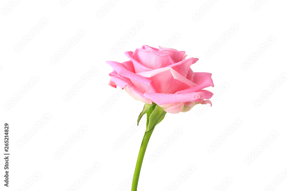 pink rose isolated on white background pink rose isolated on white background