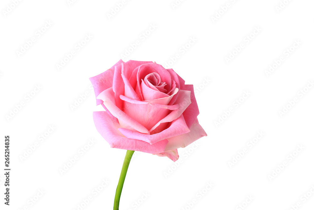 pink rose isolated on white background pink rose isolated on white background