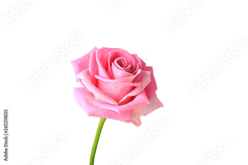 pink rose isolated on white background