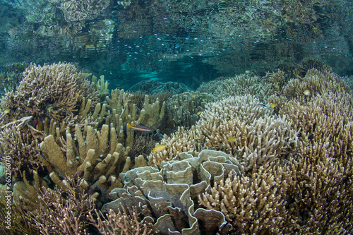 shallow hard coral reef in raja ampat Indonesia