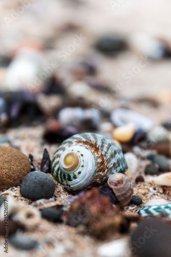 Natural seashells sitting on sandy surface.