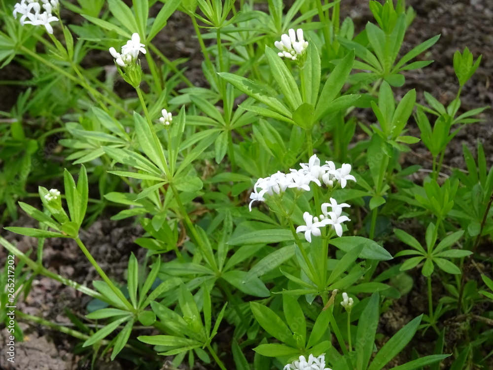 flowering woodruff with white blossoms flowering woodruff with white blossoms