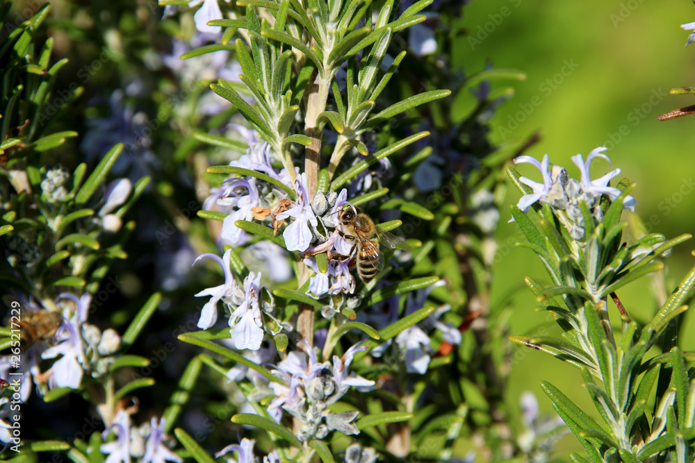 The honey bee gathers nectar from the flower of the Rosemary plant-Rosmarinus officinalis. Bee collecting pollen The honey bee gathers nectar from the flower of the Rosemary plant-Rosmarinus officinalis. Bee collecting pollen