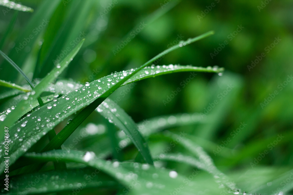 Fresh grass background with water drops Fresh grass background with water drops