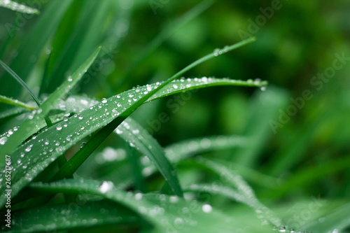 Fresh grass background with water drops