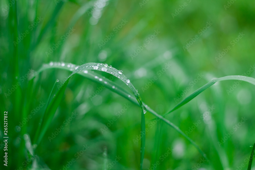 Grass background with water drops. Selective focus. Grass background with water drops. Selective focus.