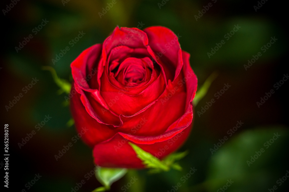 Beautiful Red Rose flower. Nature. close up, selective focus Beautiful Red Rose flower. Nature. close up, selective focus