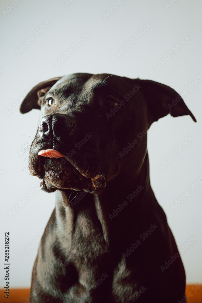 Close up of American staffordshire terrier sitting on floor Close up of American staffordshire terrier sitting on floor