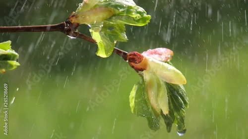 Green leaf with raindrops in the summer in nature develops in the wind