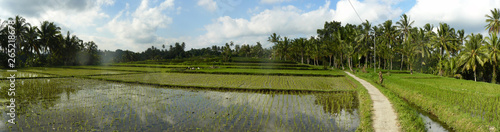  Rice fields in Ubud, Bali Island, Indonesia
