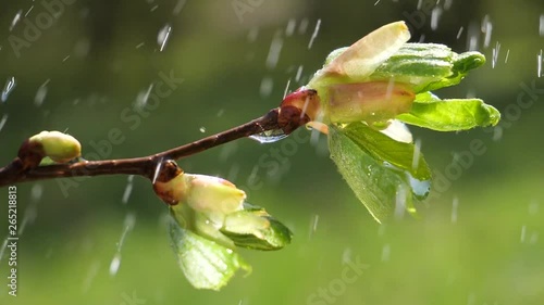 water rain drop with fresh green leaf for nature background of close up dew drop fall from leaf