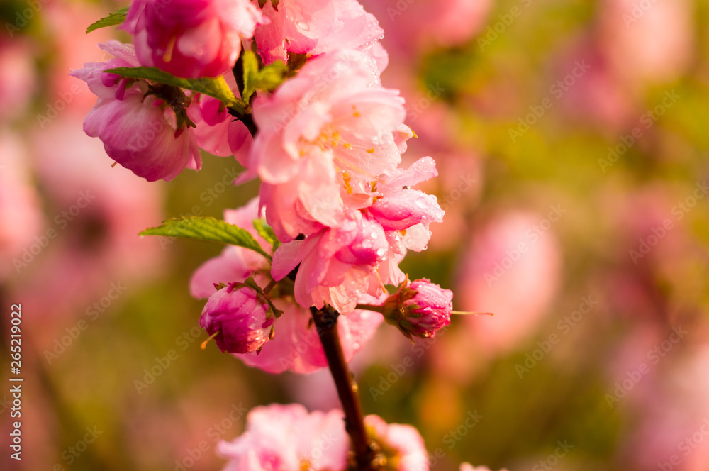 Background blooming beautiful white cherries in raindrops on a sunny day in early spring close up, soft focus