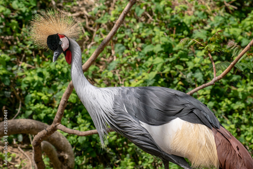 Naklejka premium Grulla Coronada - Grey Crowned Crane