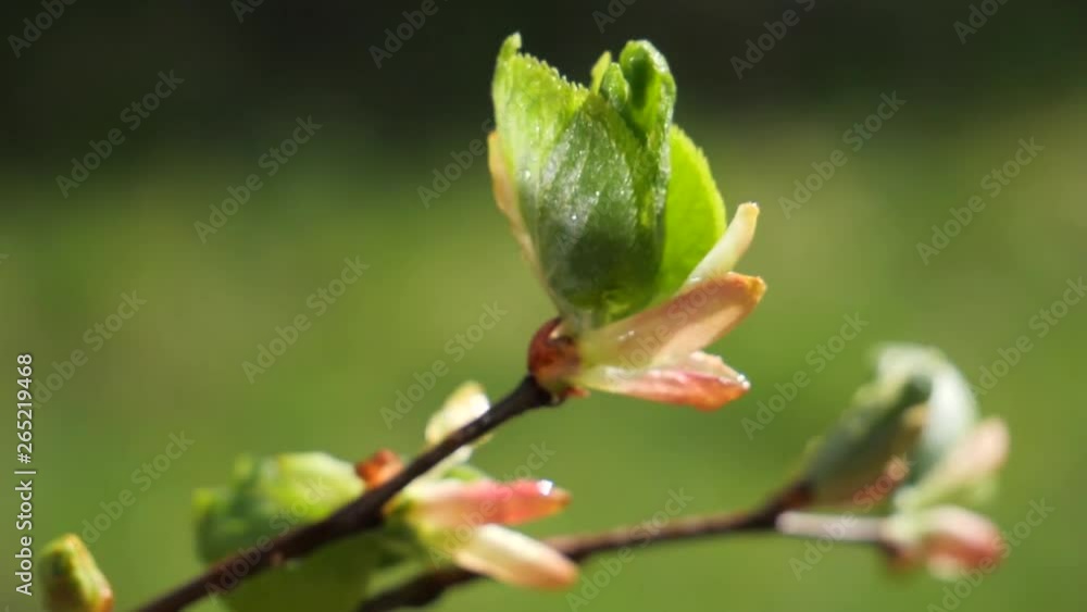 water rain drop with fresh green leaf for nature background of close up dew drop fall from leaf water rain drop with fresh green leaf for nature background of close up dew drop fall from leaf
