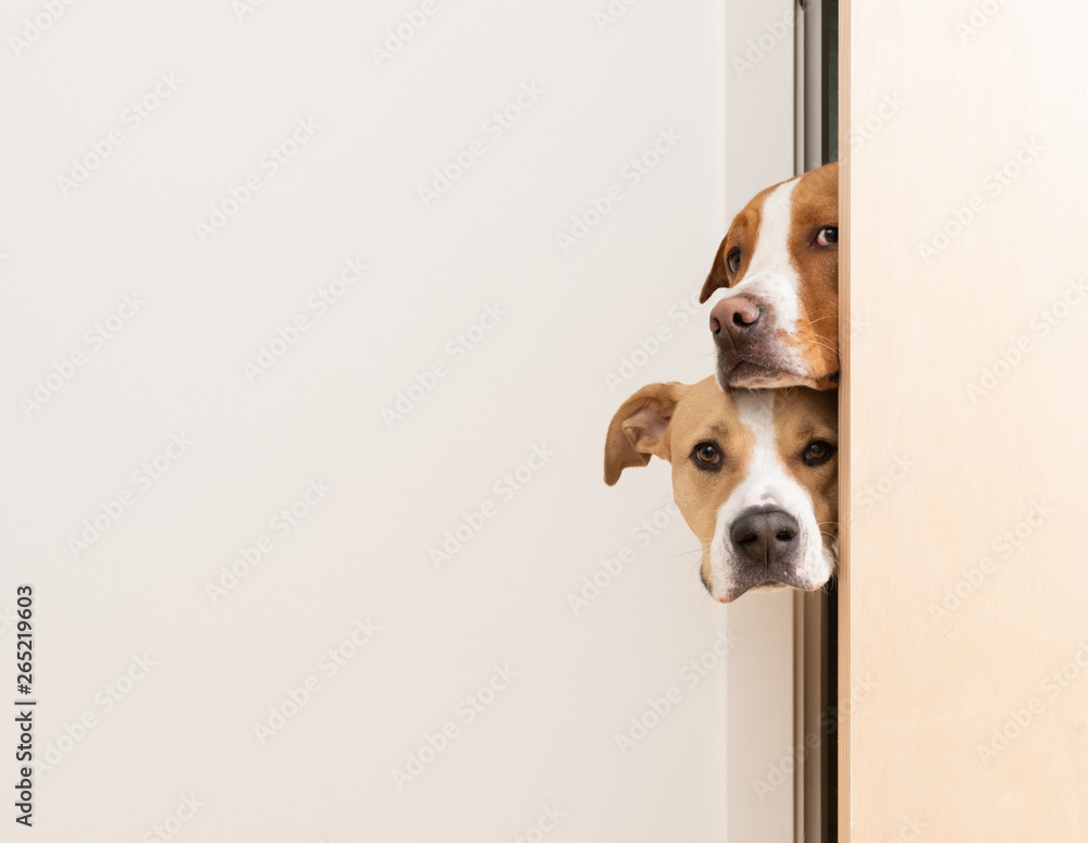 Sneaky Dogs Looking Through Door Way into Room - obrazy, fototapety, plakaty 