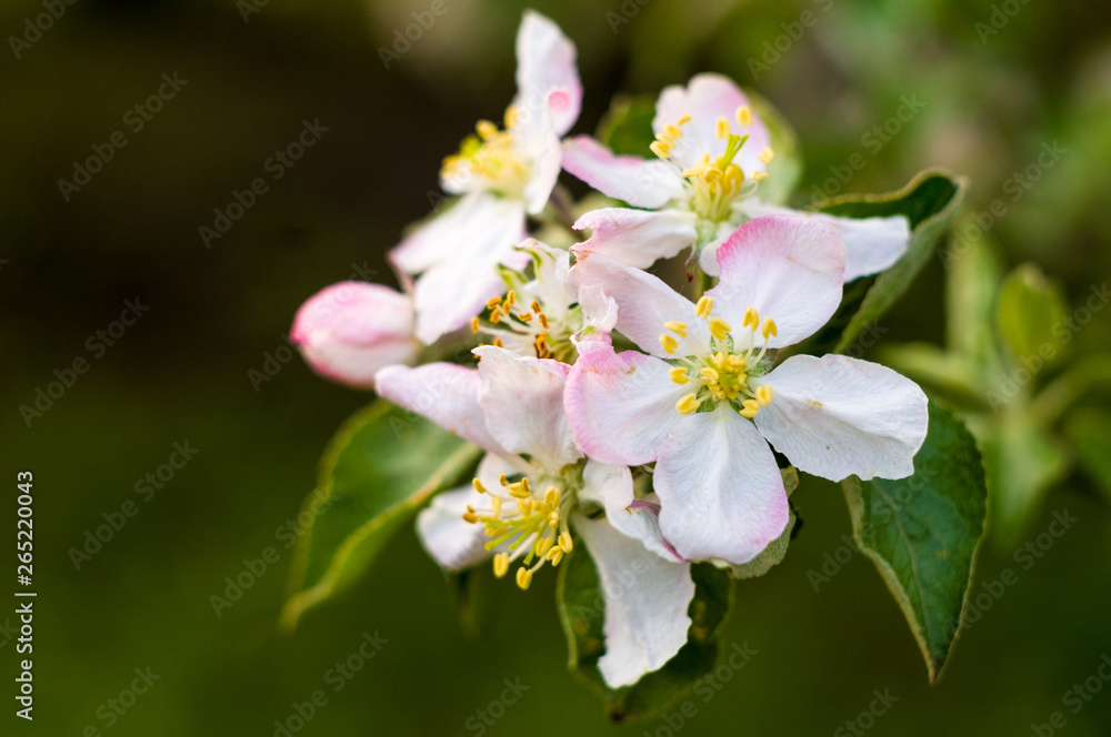 Background of blooming beautiful flowers of apple on a sunny day in early spring close up, soft focus Background of blooming beautiful flowers of apple on a sunny day in early spring close up, soft focus