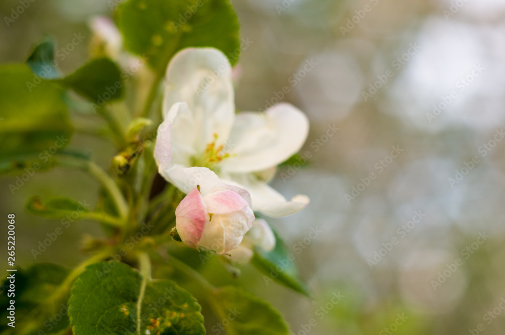 Background of blooming beautiful flowers of apple on a sunny day in early spring close up, soft focus Background of blooming beautiful flowers of apple on a sunny day in early spring close up, soft focus