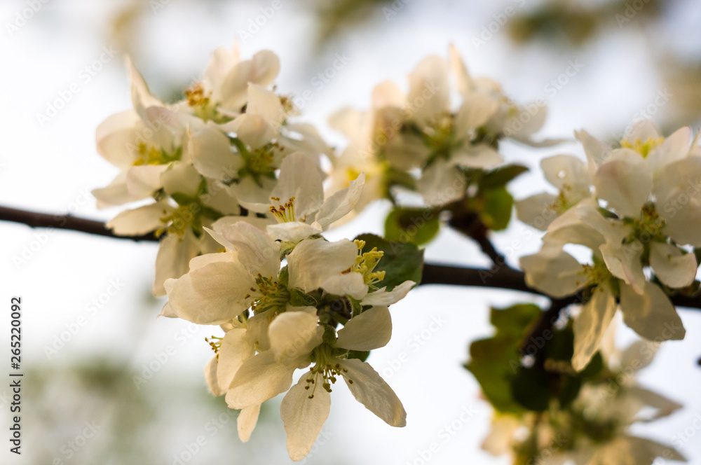 Obraz premium Background of blooming beautiful flowers of apple on a sunny day in early spring close up, soft focus