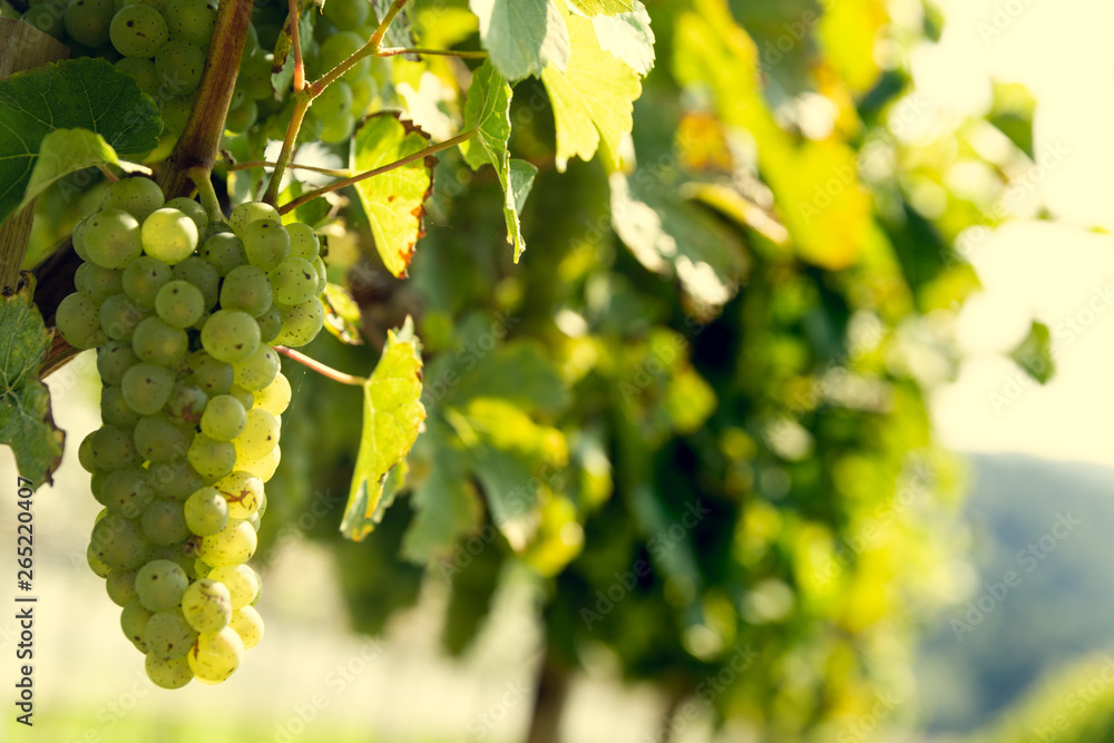 Bunch of grapes on a bush. Bunch of grapes on a bush.