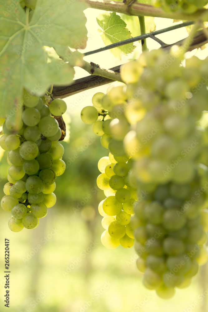 Bunch of grapes on a bush.