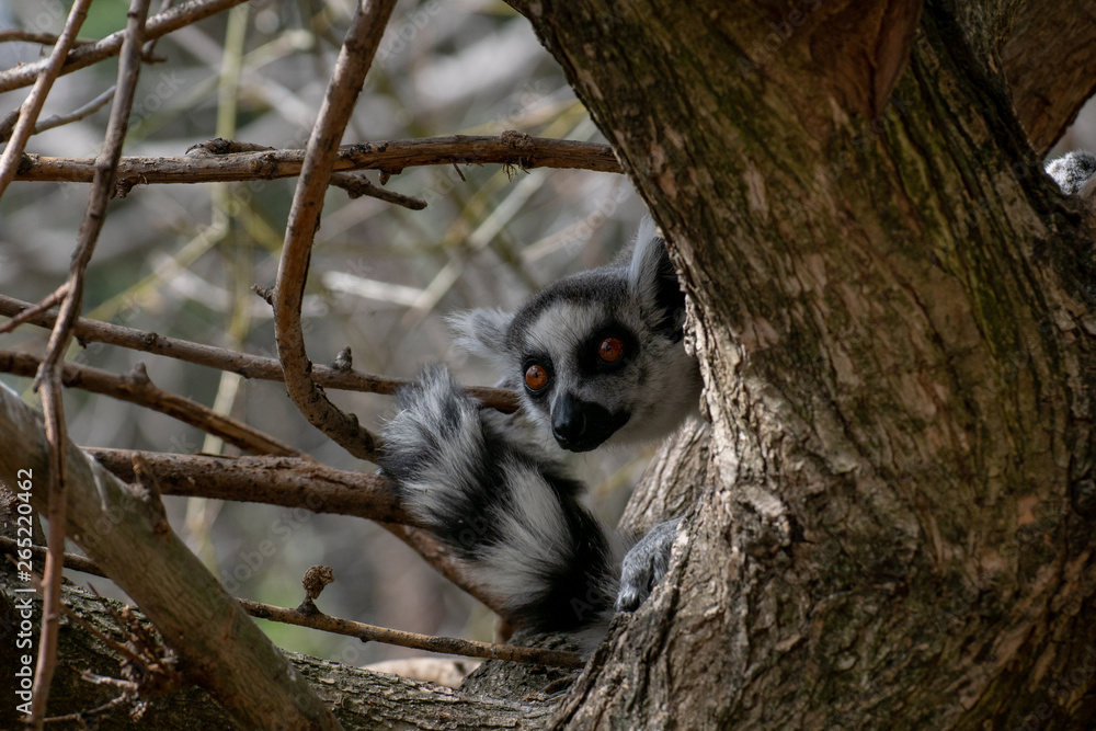 Fototapeta premium Lemur de cola anillada