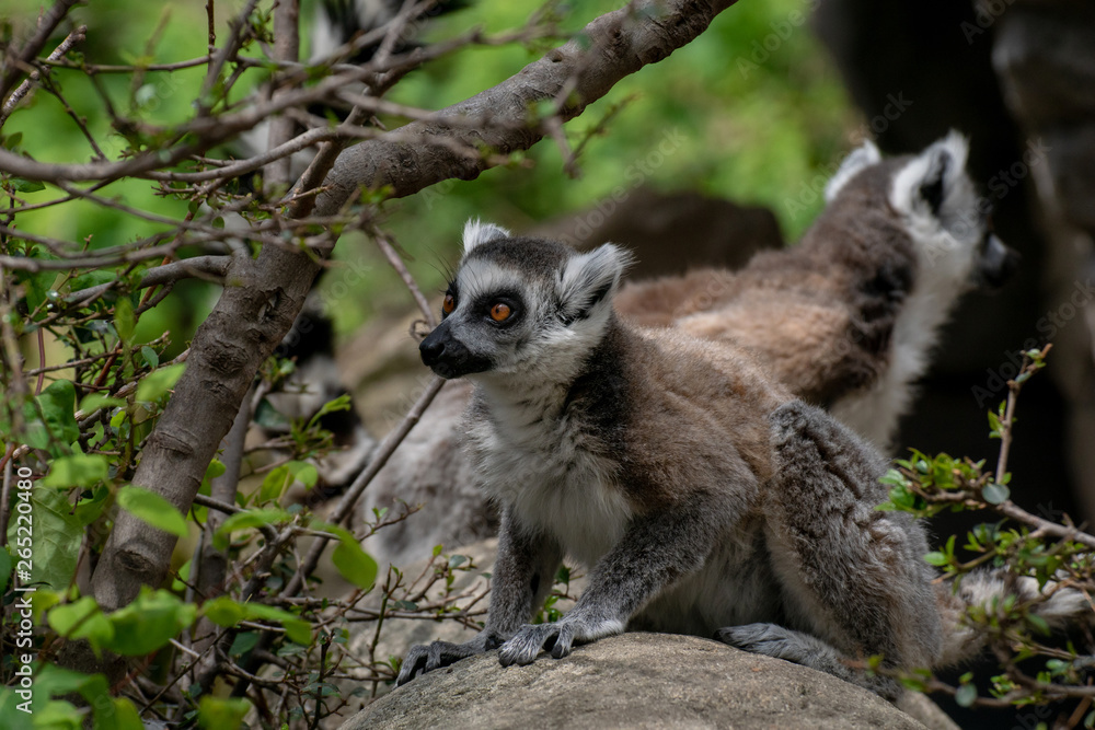 Obraz premium Lemur de cola anillada