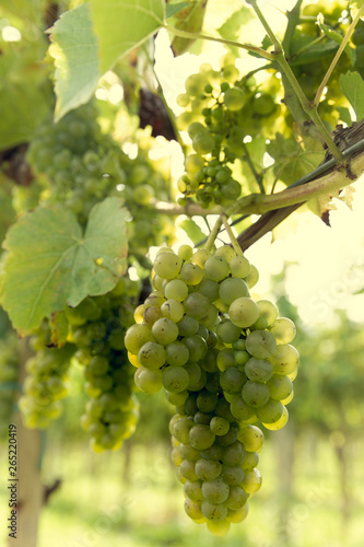 Bunch of grapes on a bush.