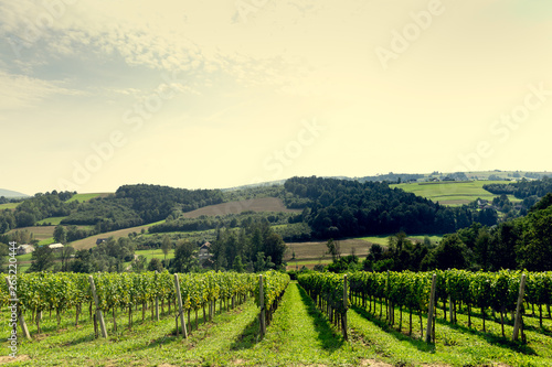 Fototapeta Naklejka Na Ścianę i Meble -  Vineyard view. Grape bushes on the hills.