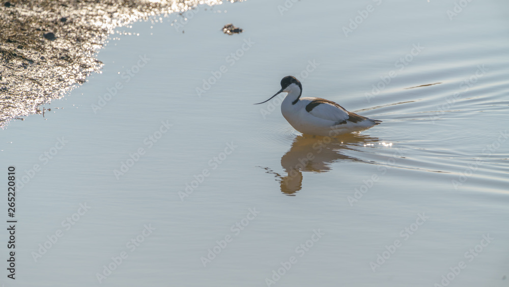 Pied Avocet (Recurvirostra avosetta) Pied Avocet (Recurvirostra avosetta)