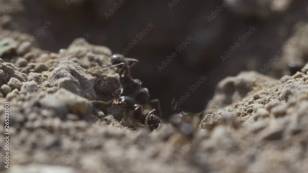 4k Macro view of a colony of Ants on nest, they forage working together. Sunset super close-up shot 4k Macro view of a colony of Ants on nest, they forage working together. Sunset super close-up shot