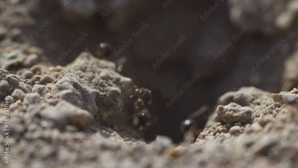 4k Macro view of a colony of Ants on nest, they forage working together. Sunset super close-up shot 4k Macro view of a colony of Ants on nest, they forage working together. Sunset super close-up shot