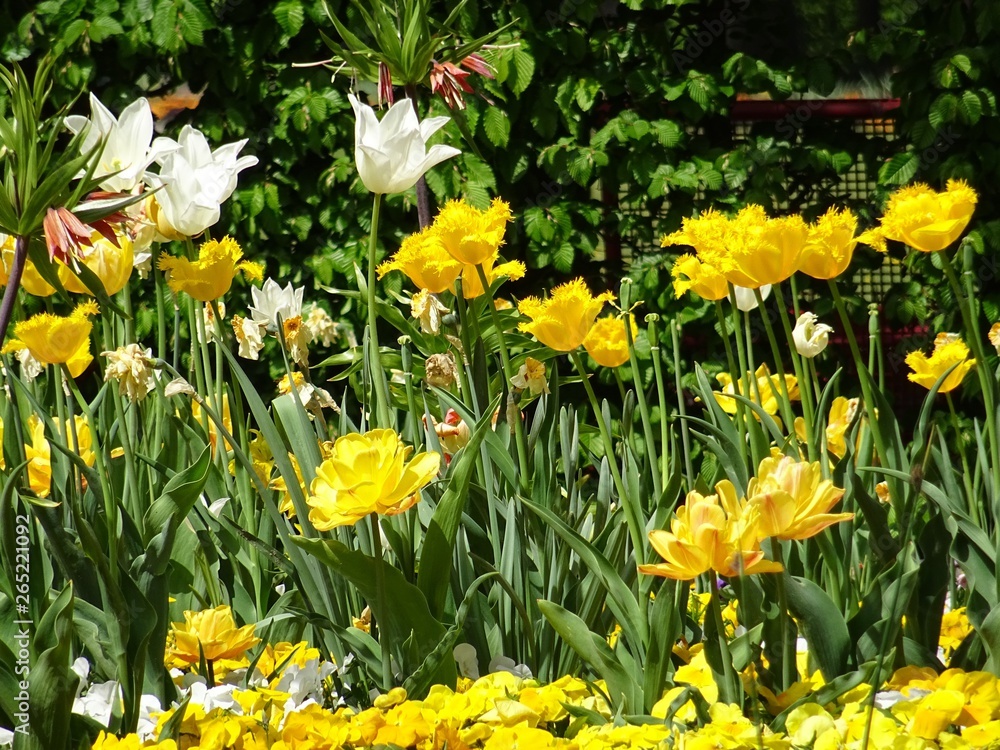 Obraz premium yellow tulips and daffodil on a spring day