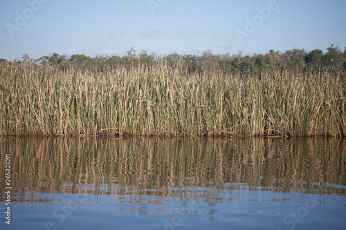 reeds in the lake