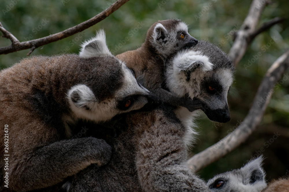 Fototapeta premium Familia con un bebé lemur