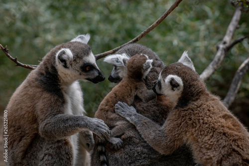 Familia con un bebé lemur