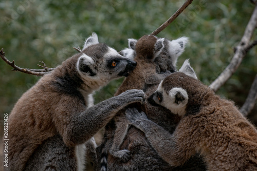 Familia con un beb   lemur