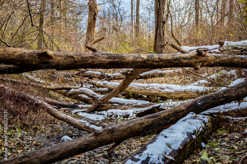 Fallen Trees with Snow