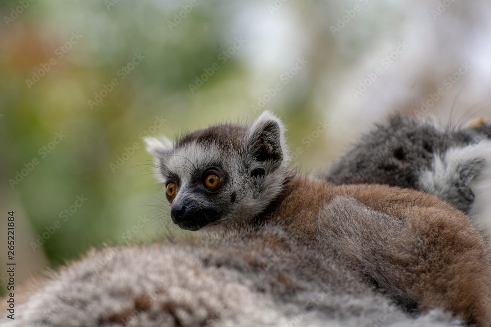 Bebé lemur con su familia Bebé lemur con su familia