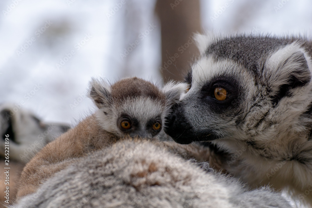Naklejka premium Bebé lemur con su familia