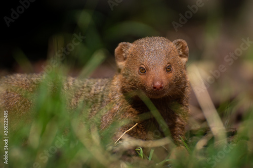 Wallpaper Mural Mangosta enana Torontodigital.ca