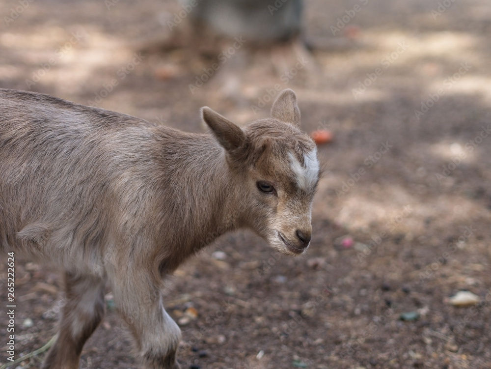 Portrait of a cute young goat on a lawn Portrait of a cute young goat on a lawn