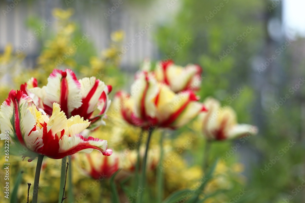 parrot Tulip 'Flaming Parrot' Tulipa ×gesneriana Parrot parrot Tulip 'Flaming Parrot' Tulipa ×gesneriana Parrot