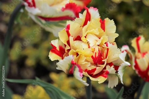 parrot Tulip 'Flaming Parrot' Tulipa ×gesneriana Parrot