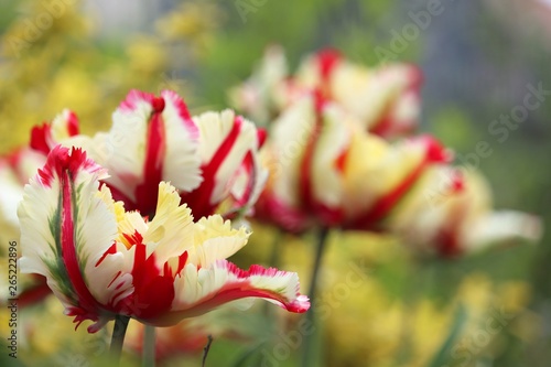 parrot Tulip 'Flaming Parrot' Tulipa ×gesneriana Parrot (2)