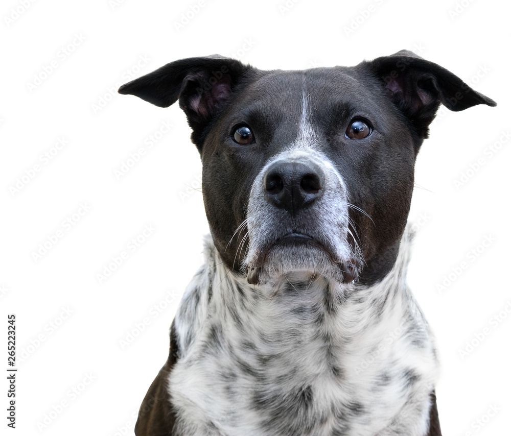 Mixed breed black and white dog looks up to see something he wants. Isolated on white Mixed breed black and white dog looks up to see something he wants. Isolated on white